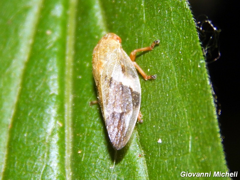 Aphrophora alni